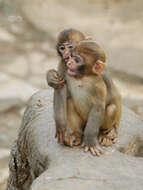 Image of Rhesus Monkey