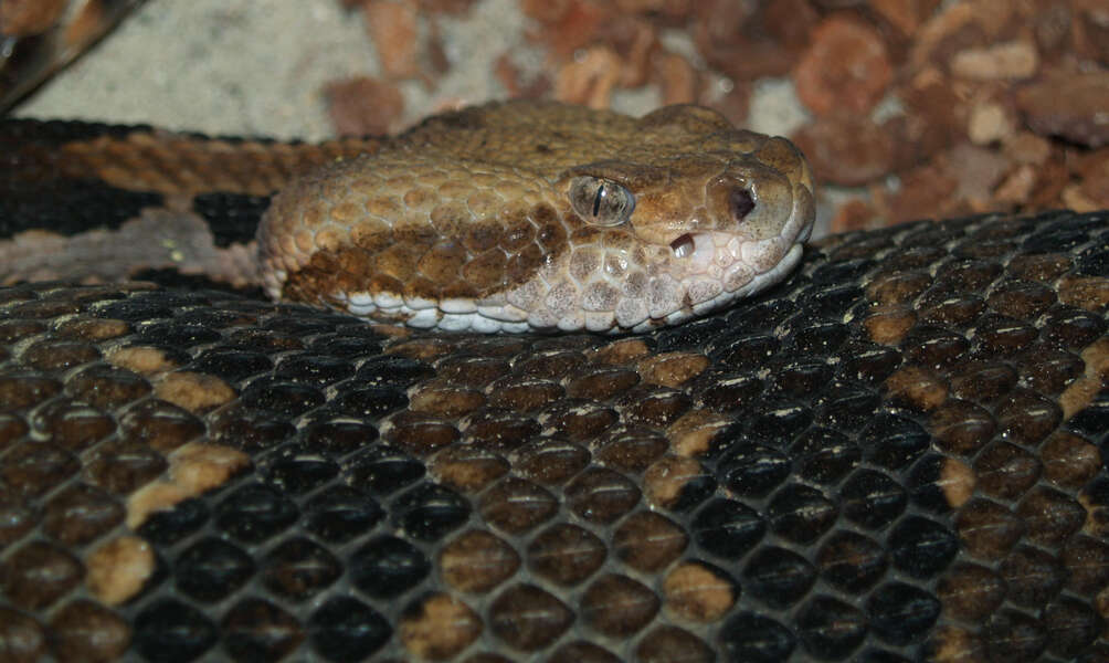 Çizgili çıngırak yılanı resmi