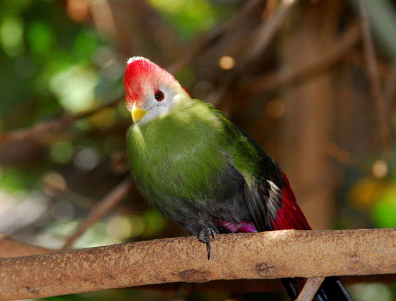 Image of Red-crested Turaco