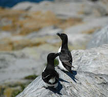 Image of Razorbill