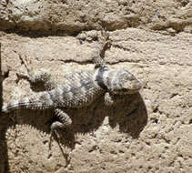 Image of Crevice Spiny Lizard