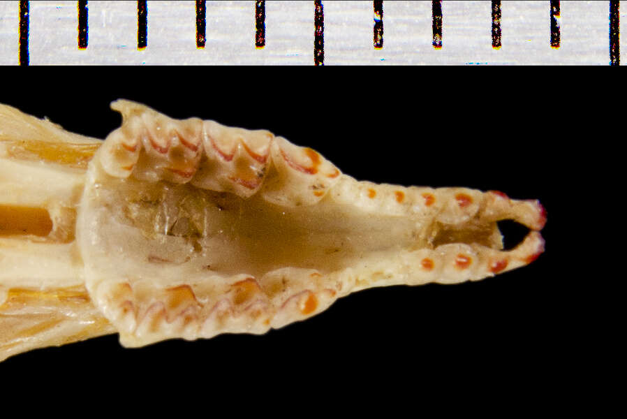 Image of Sorex subgen. Sorex Linnaeus 1758