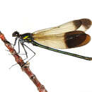 Imagem de Calopteryx aequabilis Say 1840