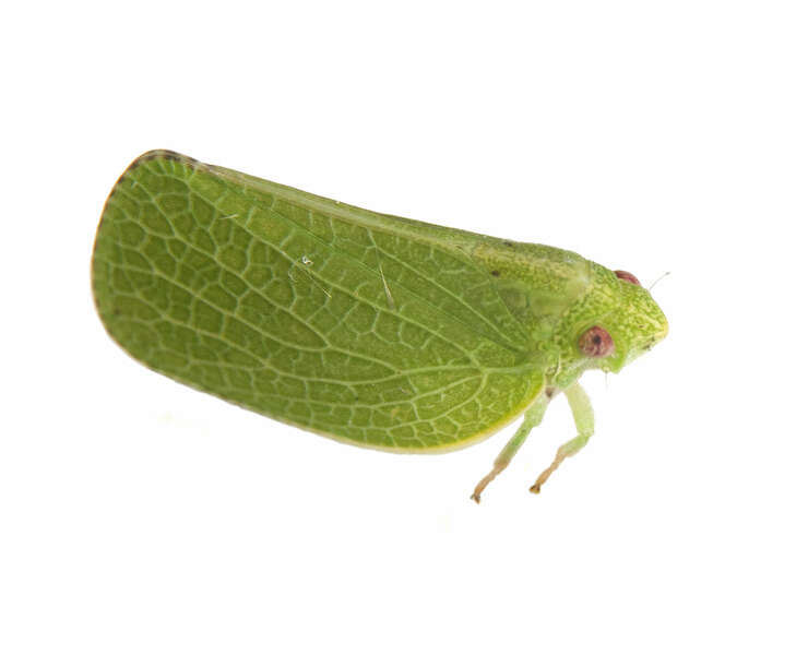 Image of acanaloniid planthoppers