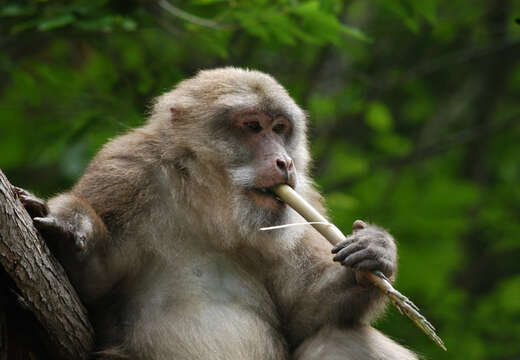 Image of macaques