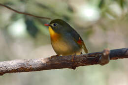 Image of Red-billed Leiothrix
