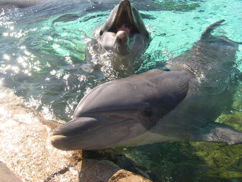 Image of Bottlenose Dolphin