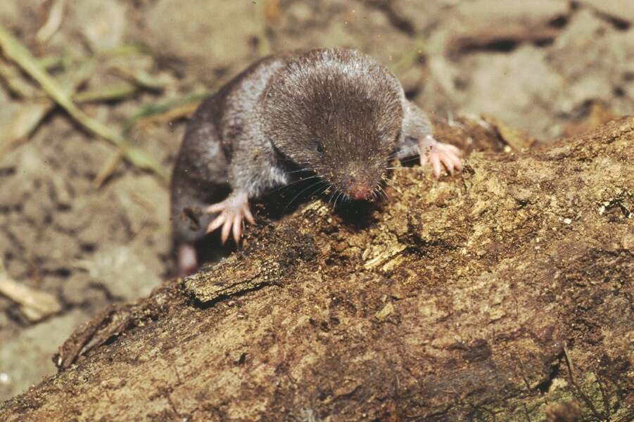 Image of Elliot's Short-tailed Shrew