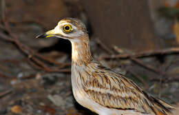 Image of Eurasian Stone-curlew