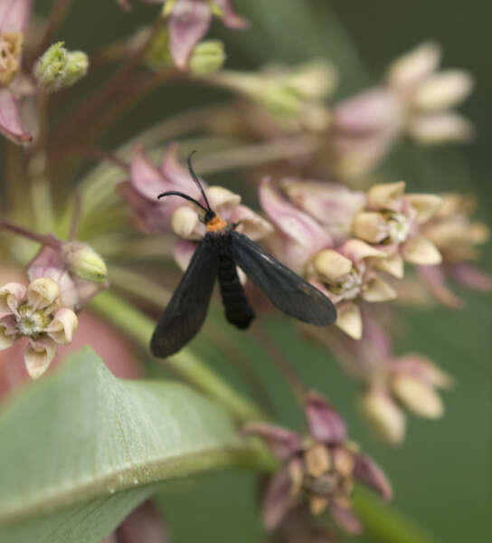 Image of Grapeleaf Skeletonizer