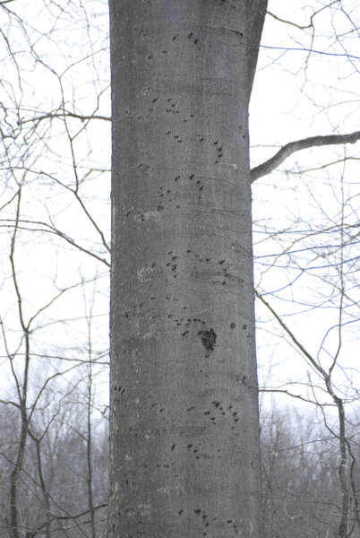 Image of American Black Bear