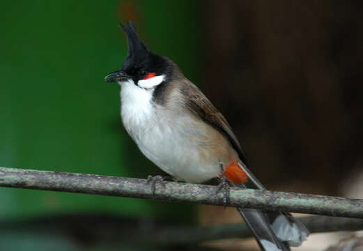 Image of Red-whiskered Bulbul