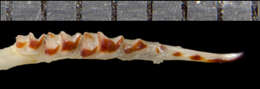 Image of Cinereus Shrew (Masked Shrew)