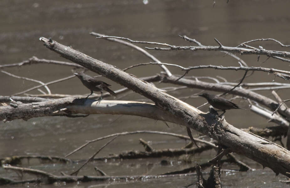 Image of Bronzed Cowbird