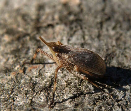 Image of dictyopharid planthoppers