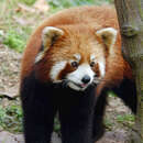 Image of Lesser Panda