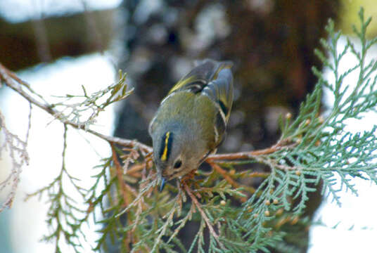 Image of Goldcrest