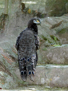 Image of Grey Peacock Pheasant