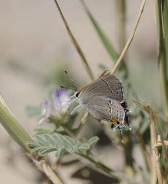 Image of Gray Hairstreak