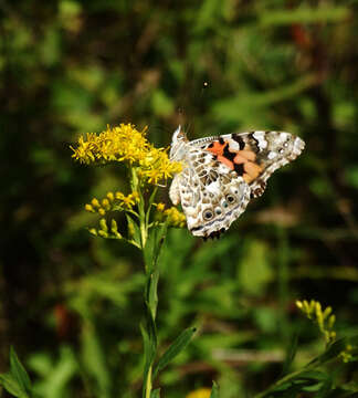 Vanessa cardui resmi