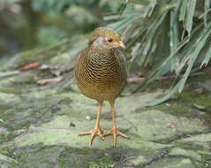 Chrysolophus pictus (Linnaeus 1758) resmi