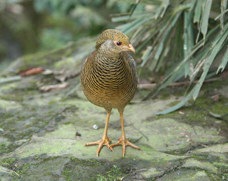 Imagem de Chrysolophus pictus (Linnaeus 1758)