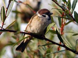 Image of Eurasian Tree Sparrow