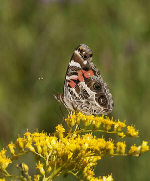 Plancia ëd Vanessa virginiensis