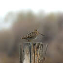 Image of snipe, common snipe