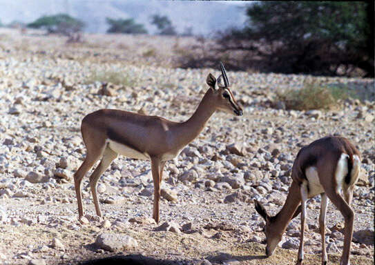 Image of Mountain Gazelle