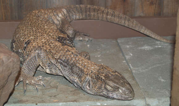 Image of Lace Monitor