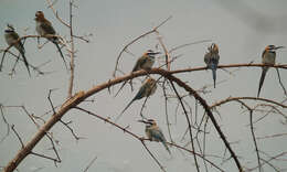 Image of White-throated Bee-eater