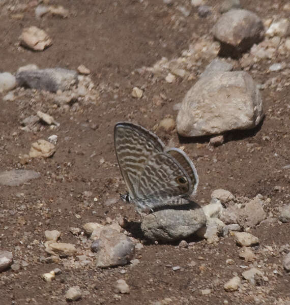 Imagem de Leptotes