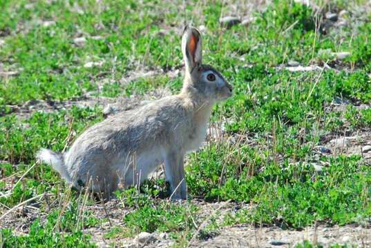 Lepus timidus Linnaeus 1758 resmi