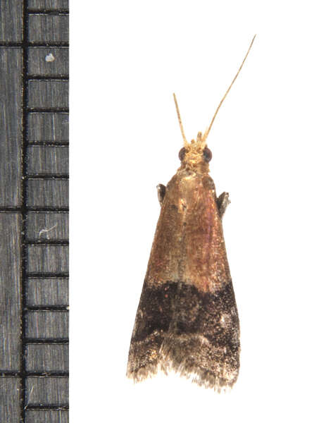 Image of Broad-banded Eulogia Moth