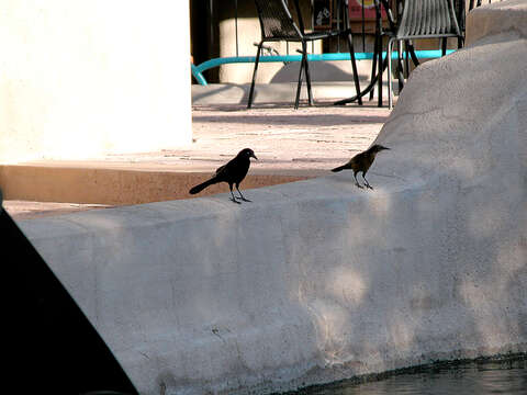 Image of Great-tailed Grackle