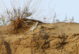 Image of Saxaul Sparrow