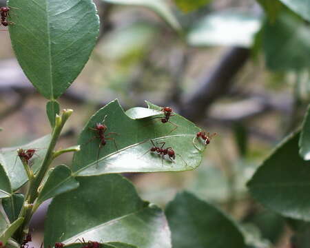 Image of leaf-cutter ants