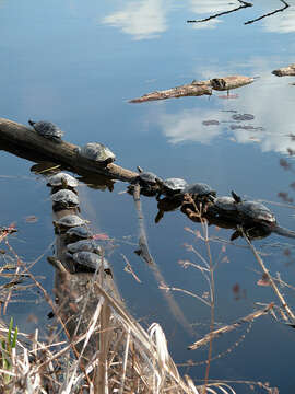 Image of Eastern Painted Turtle