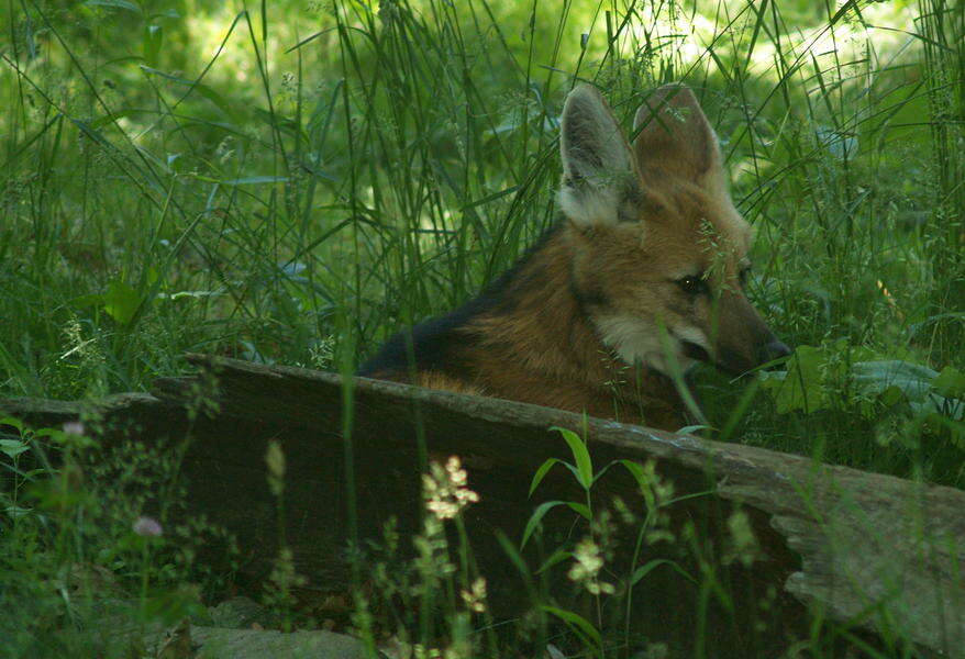 Image of Maned Wolves