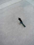 Image of Common Magpie
