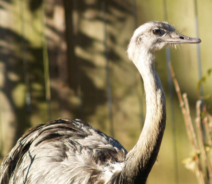 Rheiformes resmi