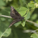 Image of Common Sootywing