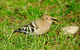 Image of hoopoes