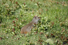 Image of Urocitellus Obolenskij 1927