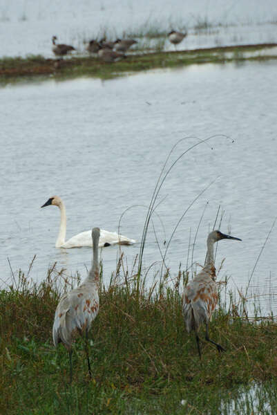 Image of Trumpeter Swan