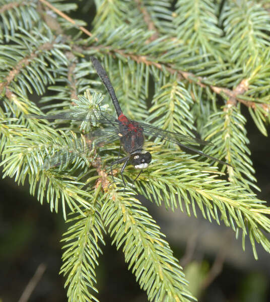 Image of Crimson-ringed Whiteface