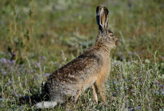 Image of Woolly Hare