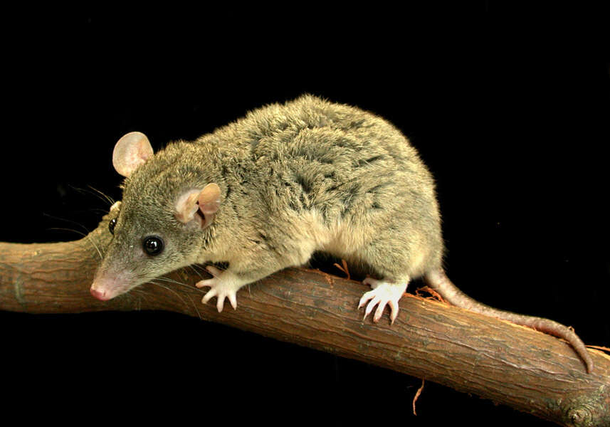 Image of short-tailed opossums