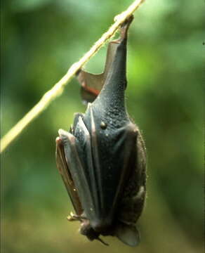 Image of Seba's Short-tailed Bat
